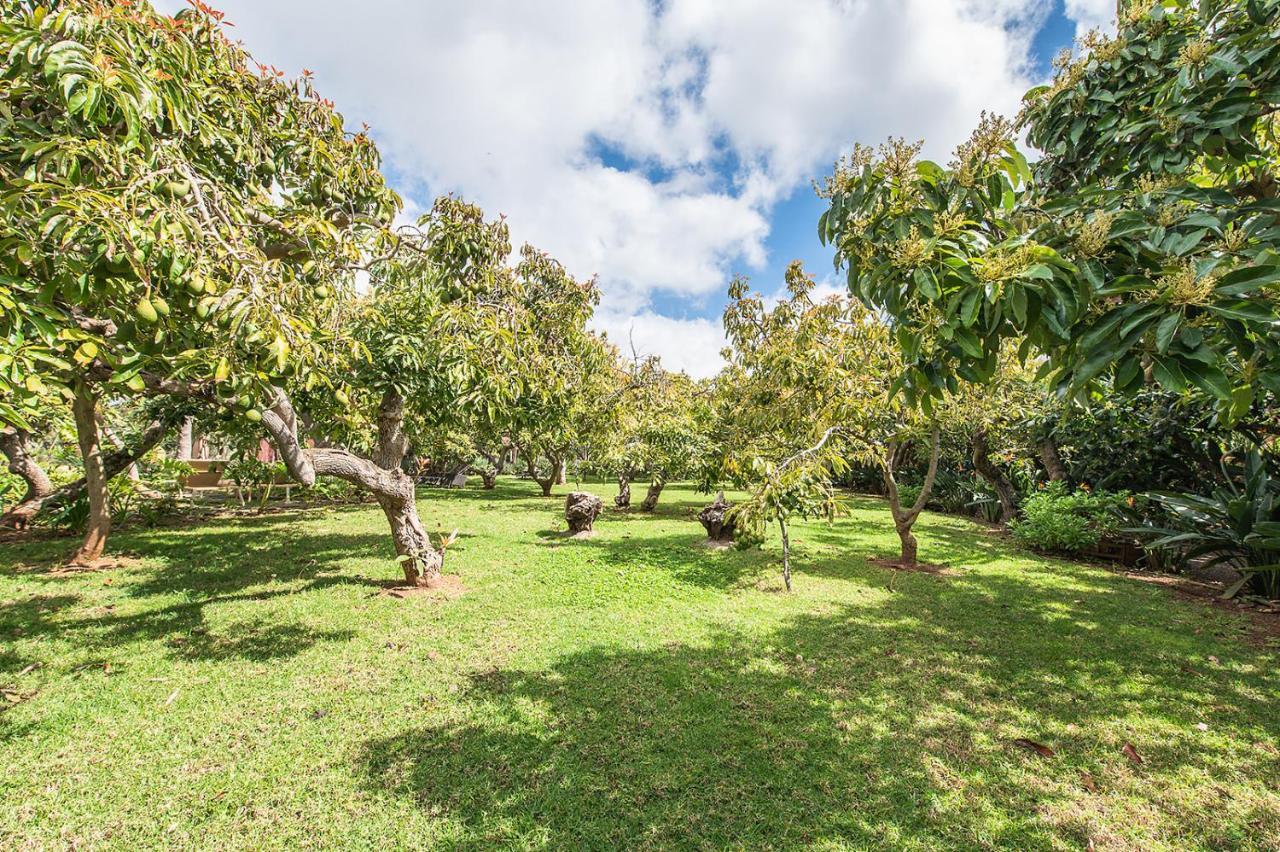 Homeforguest Rural House With Garden El Laurel Tacoronte Exterior photo